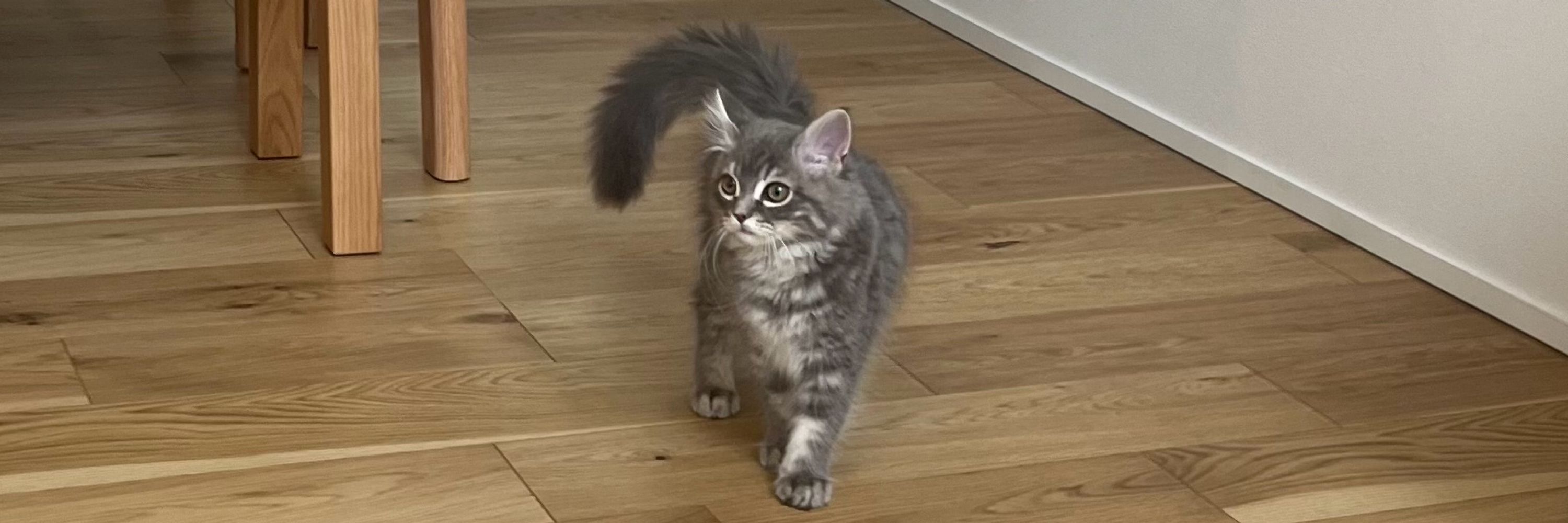 かわいいねこ