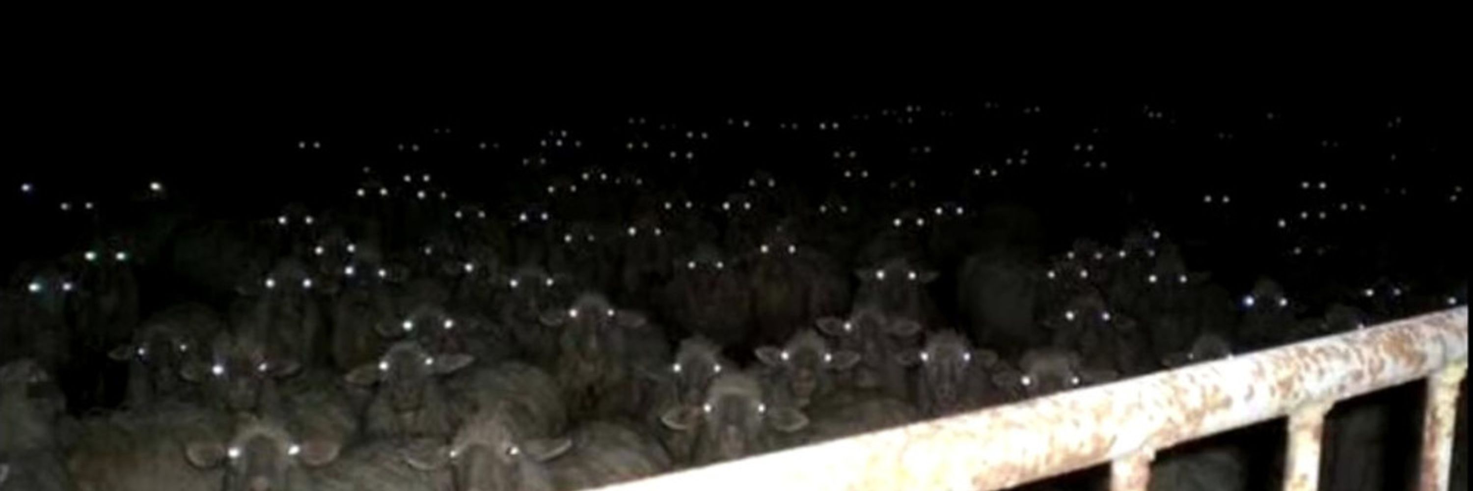 The Herd