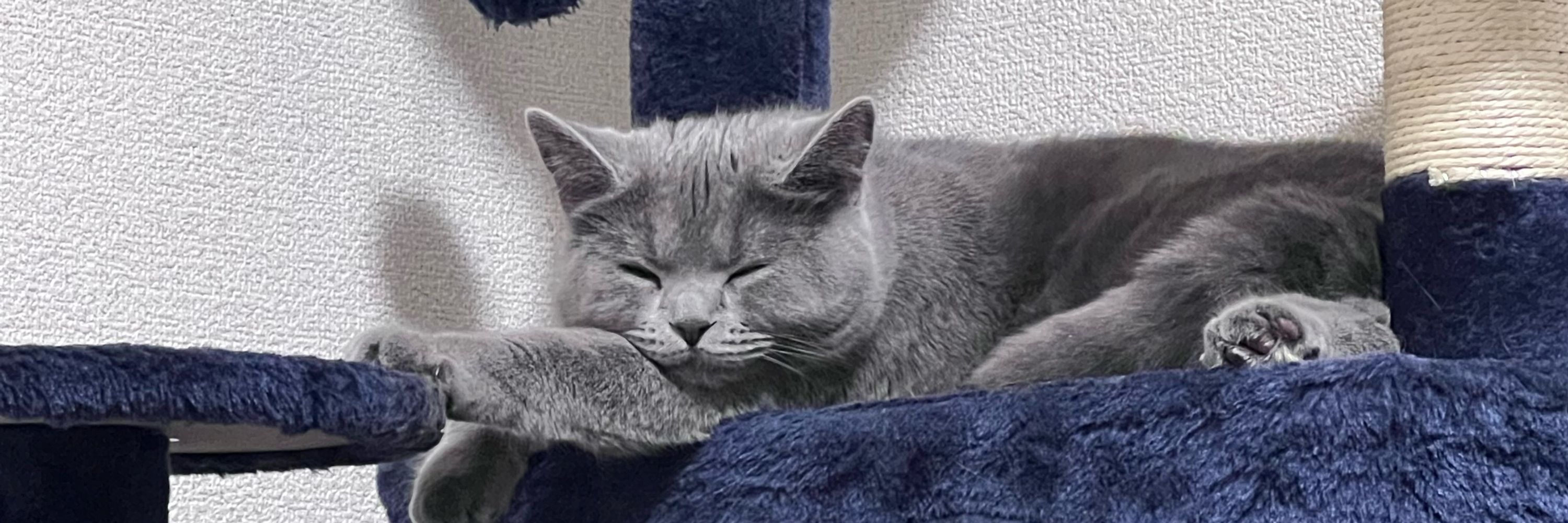 さちゅお
