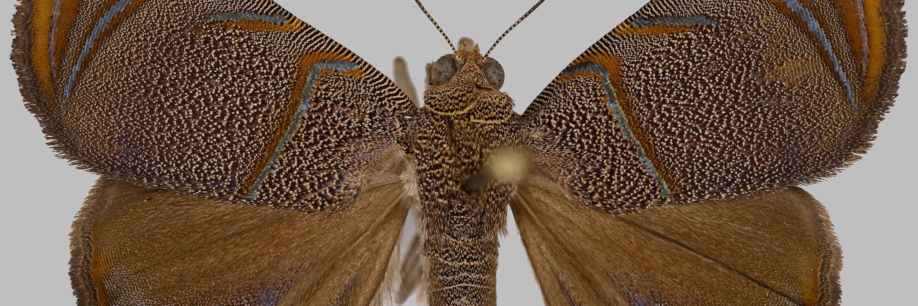 Société entomologique de France