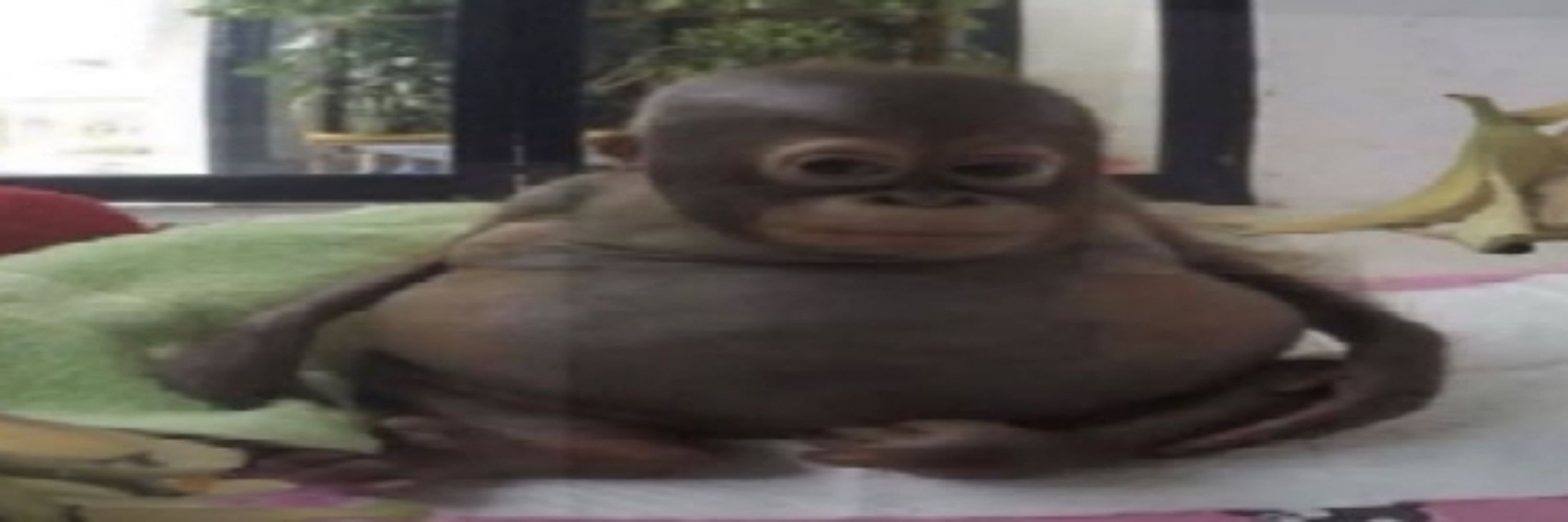 lulu