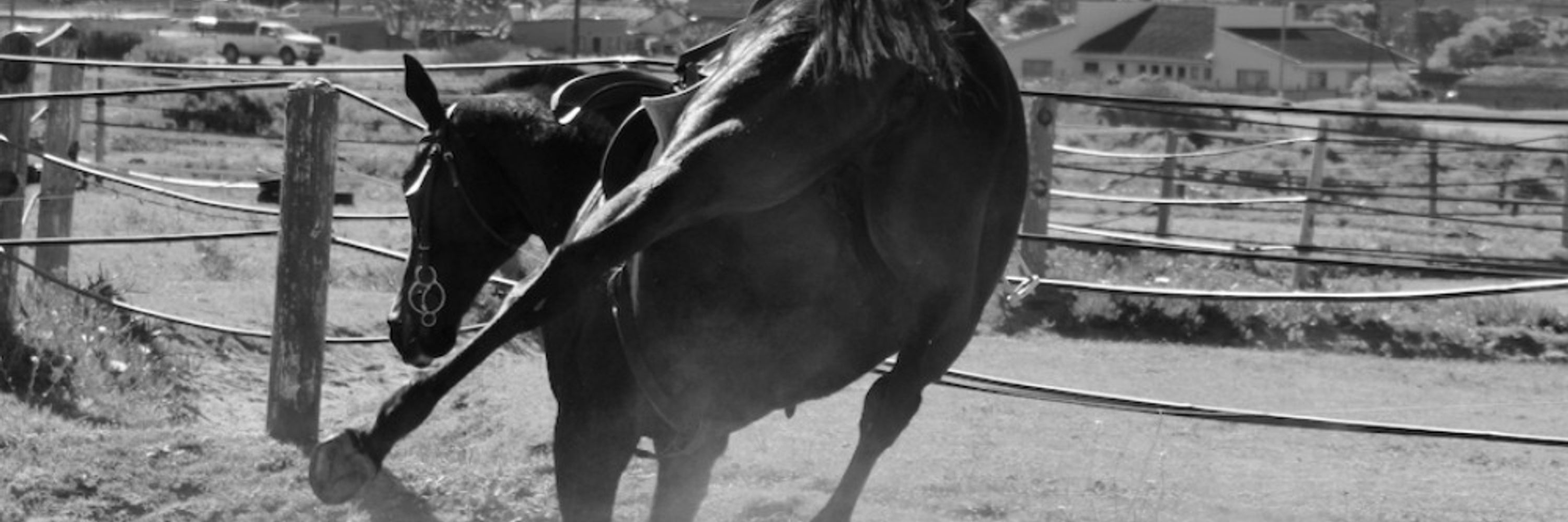 Chronically Equine 