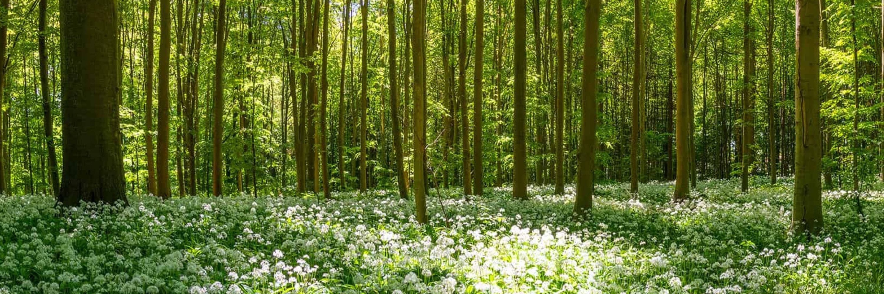 Ruhrwaldmaux