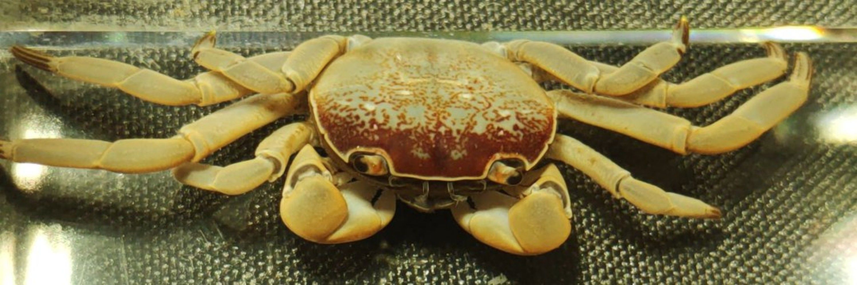 ヘテロ将校🦀🦐