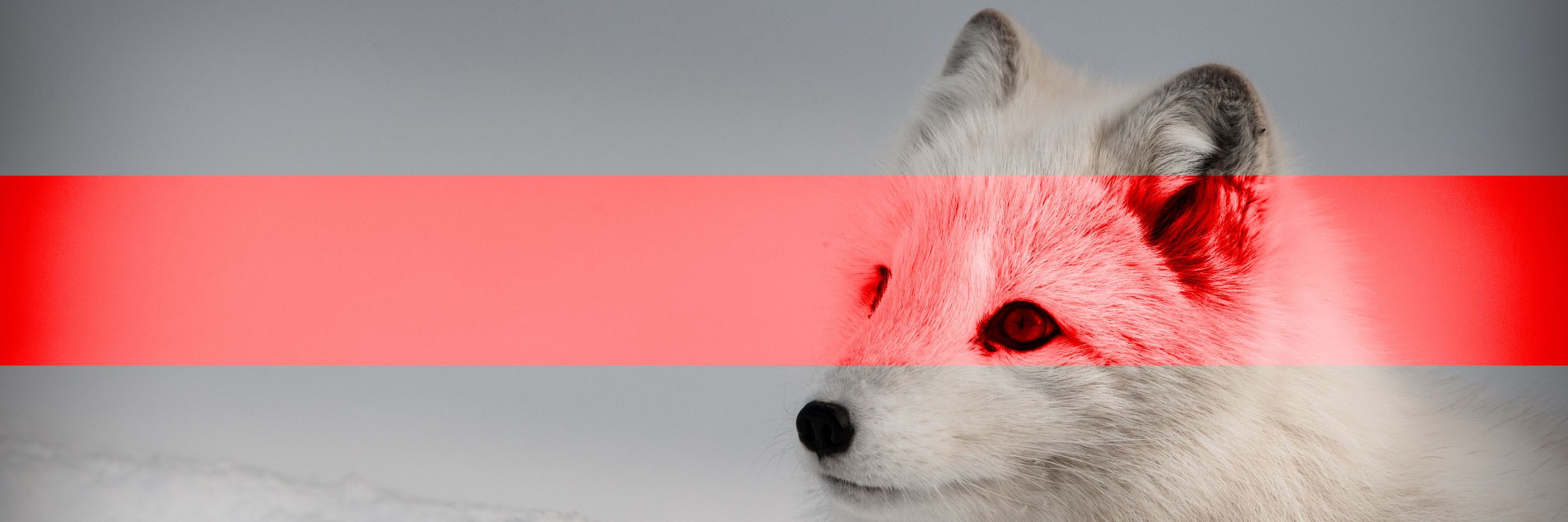 FOXFOXFOXFOX