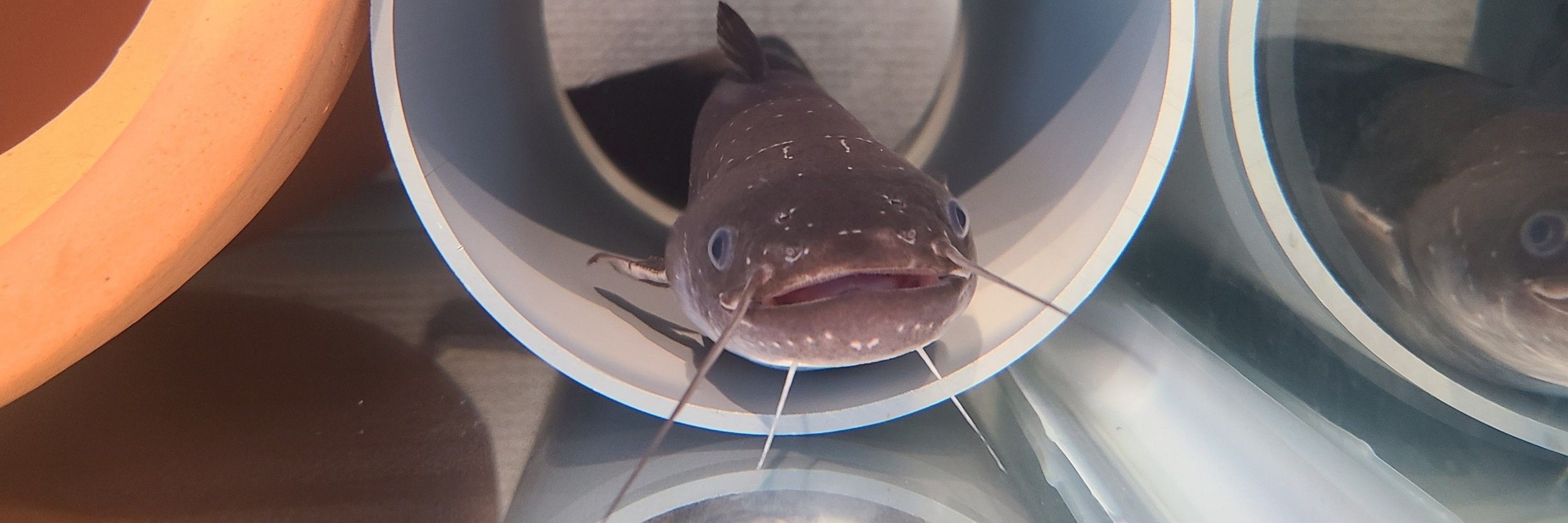 ターコイズ