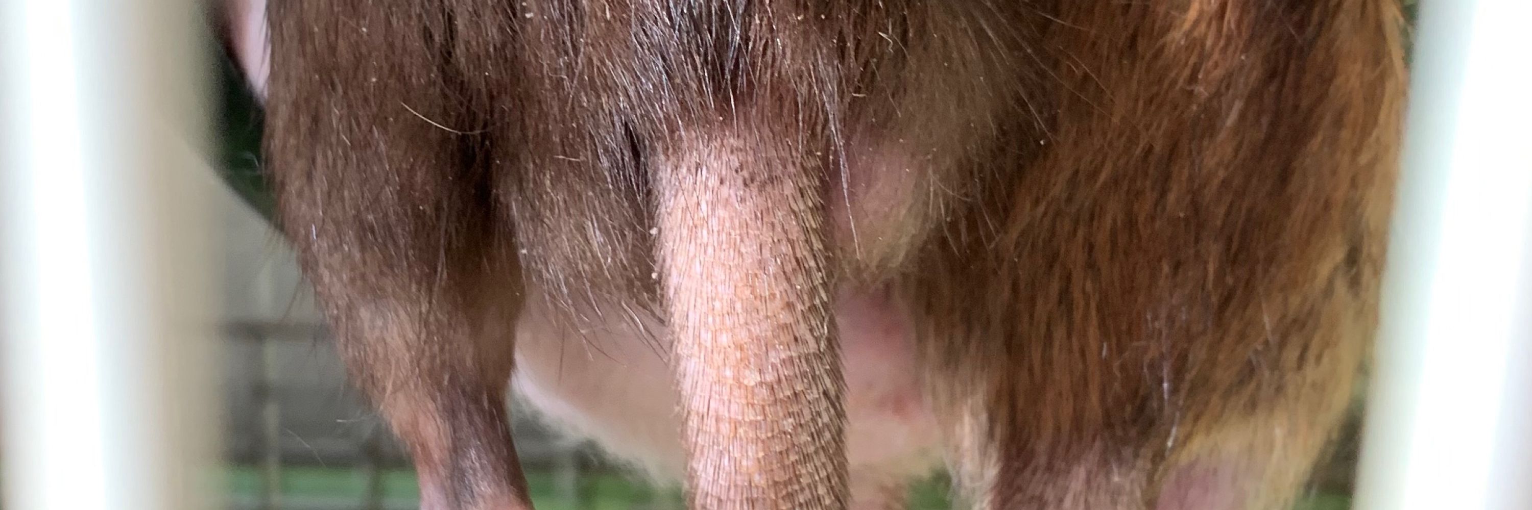 ひやむぎつね