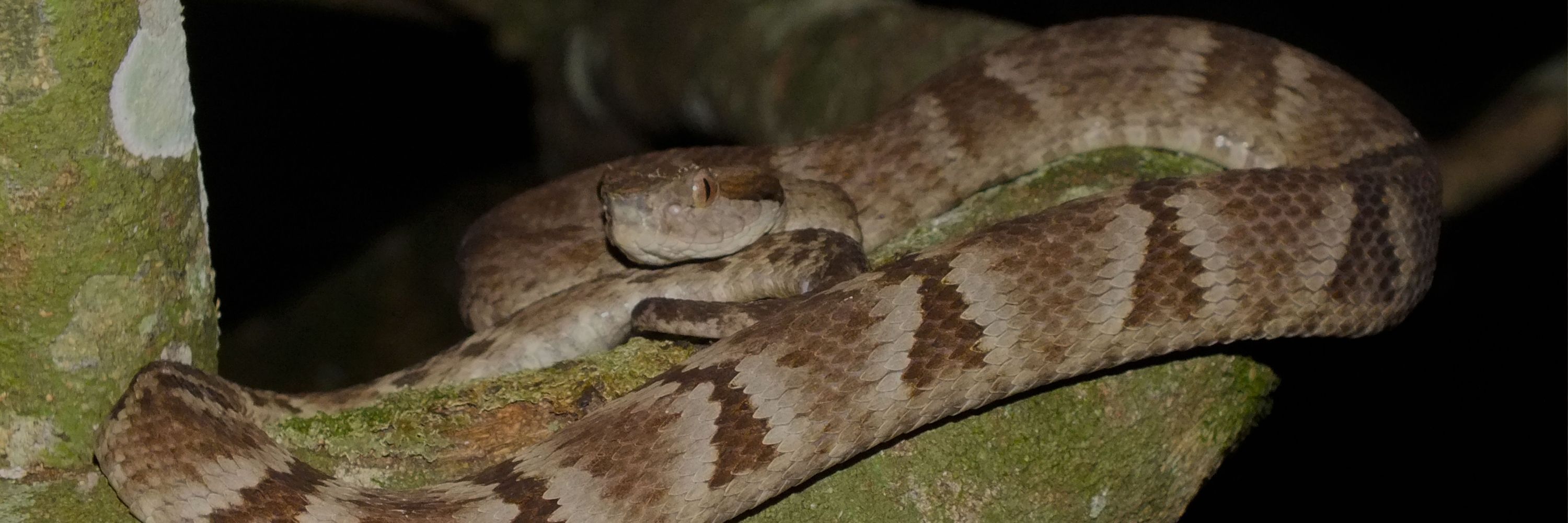 CONVIVENDO COM SERPENTES 