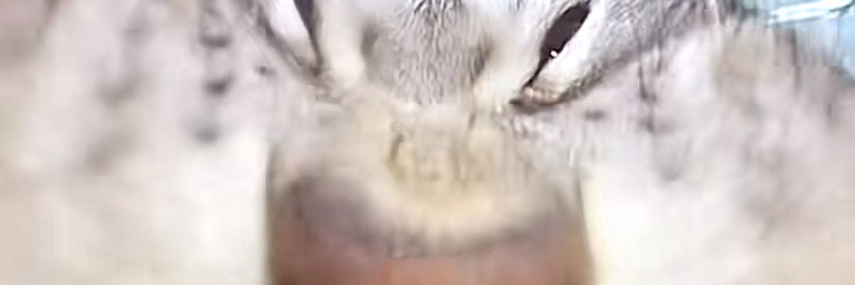 kitten whiskers