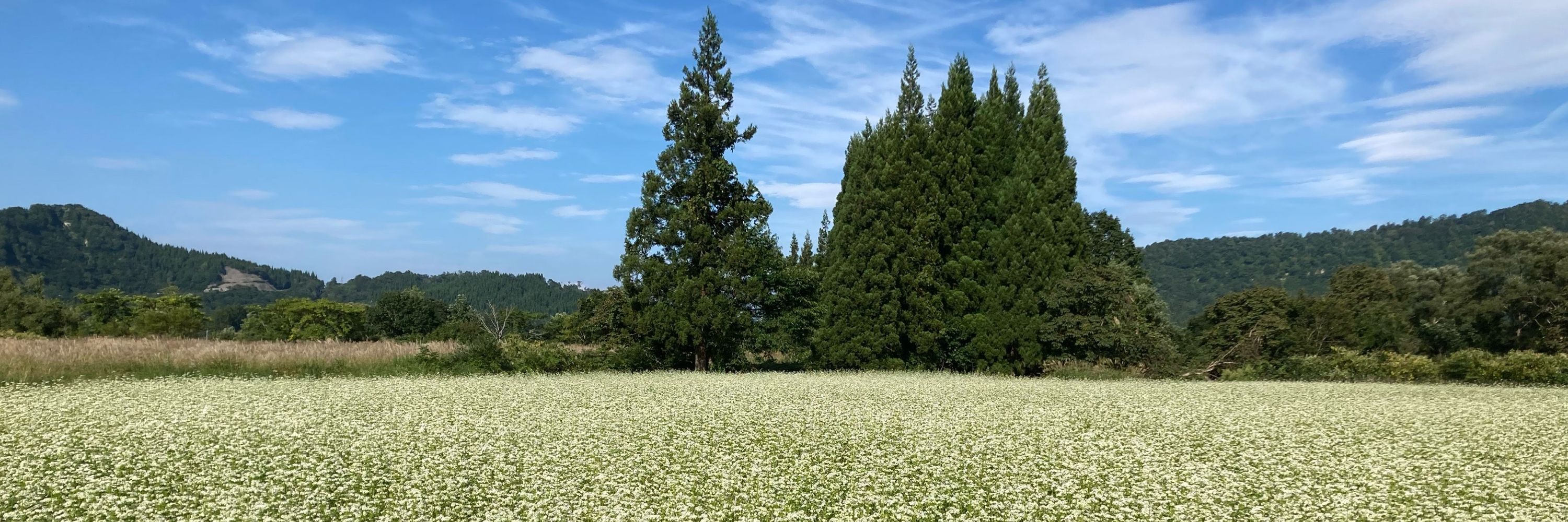 ほうじ茶