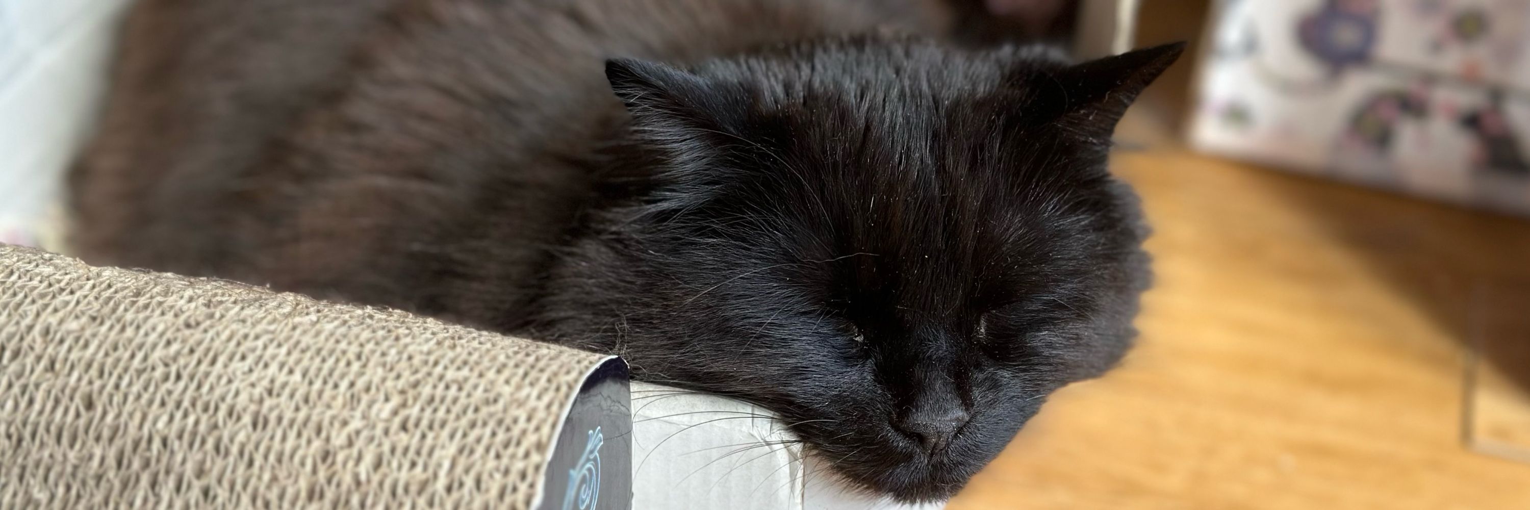 Phoebe, Selene and Mr Binx