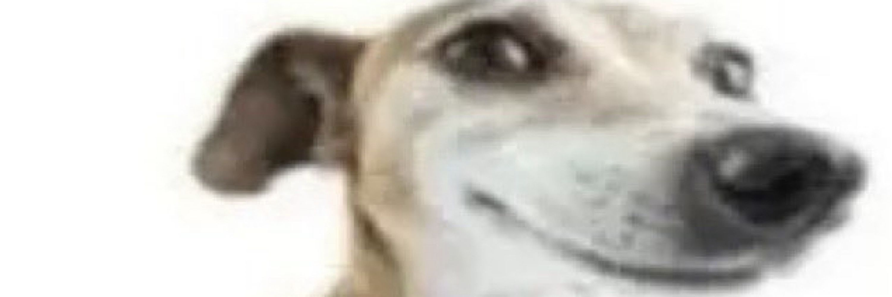 picolé vegano