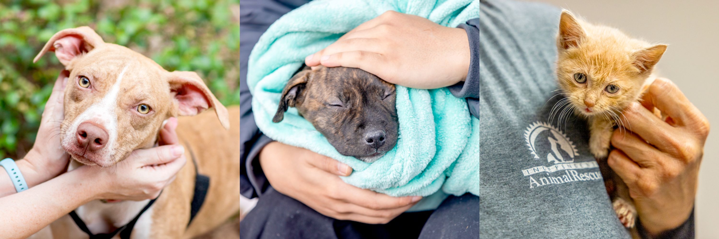 Independent Animal Rescue