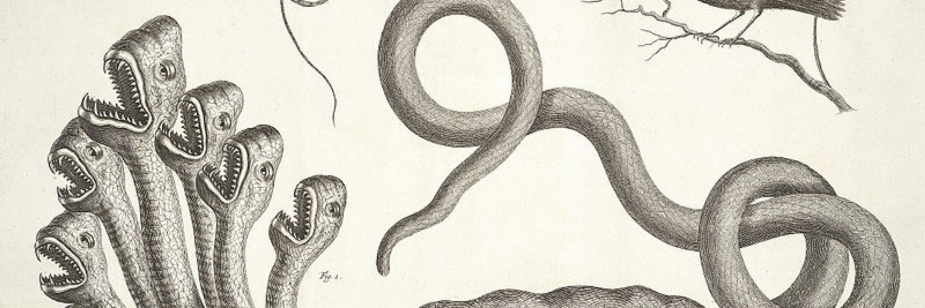 S.inequalis