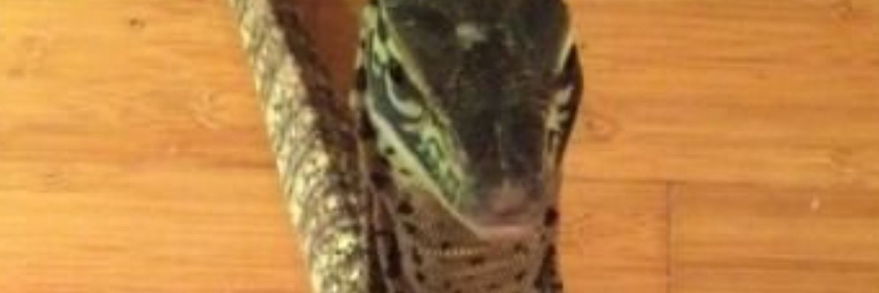 CuriousGecko