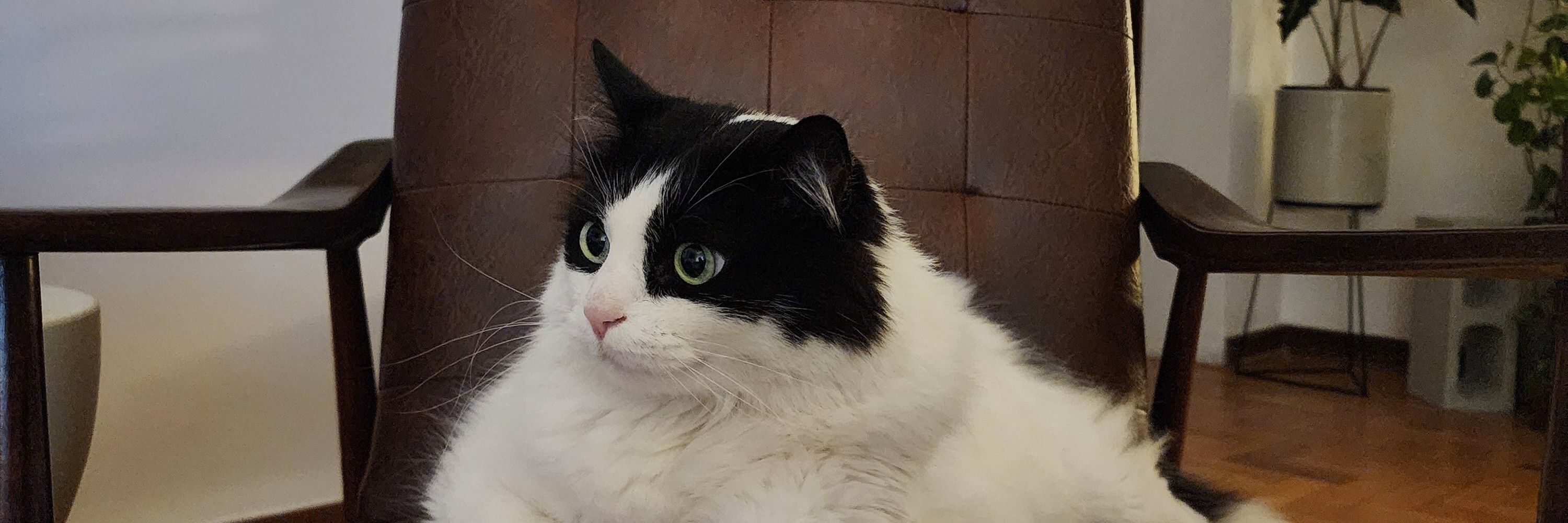 pedro