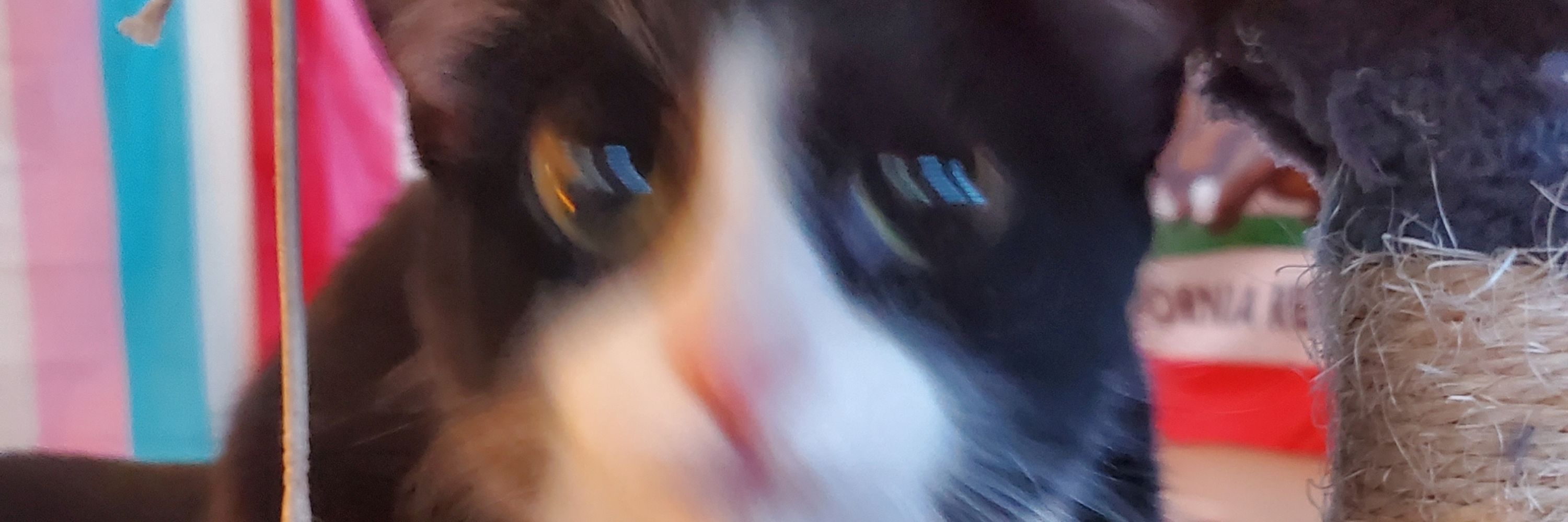 Junifox