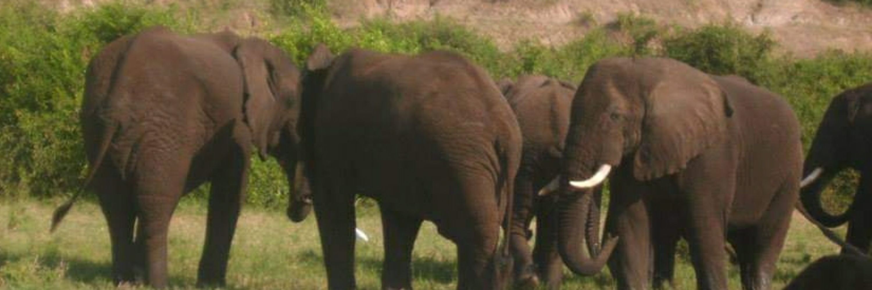 🐘DancingElephant🐘