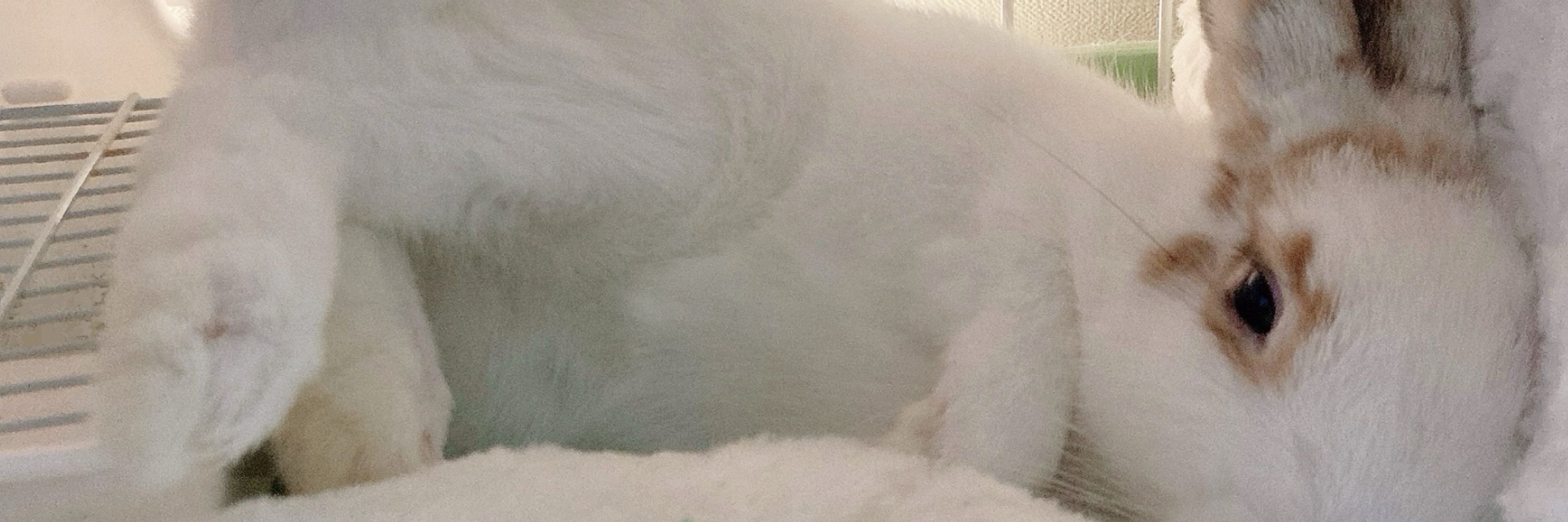 ふわ
