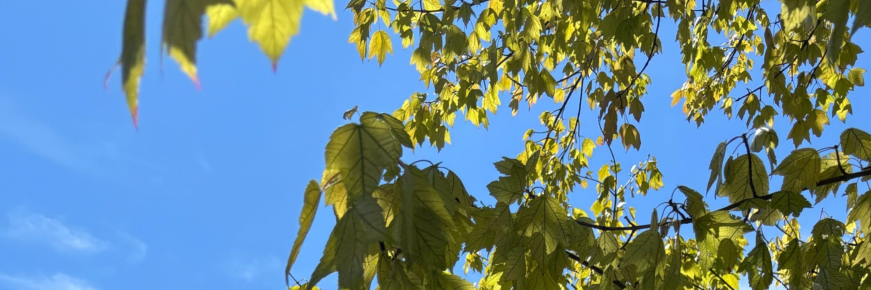 Oak