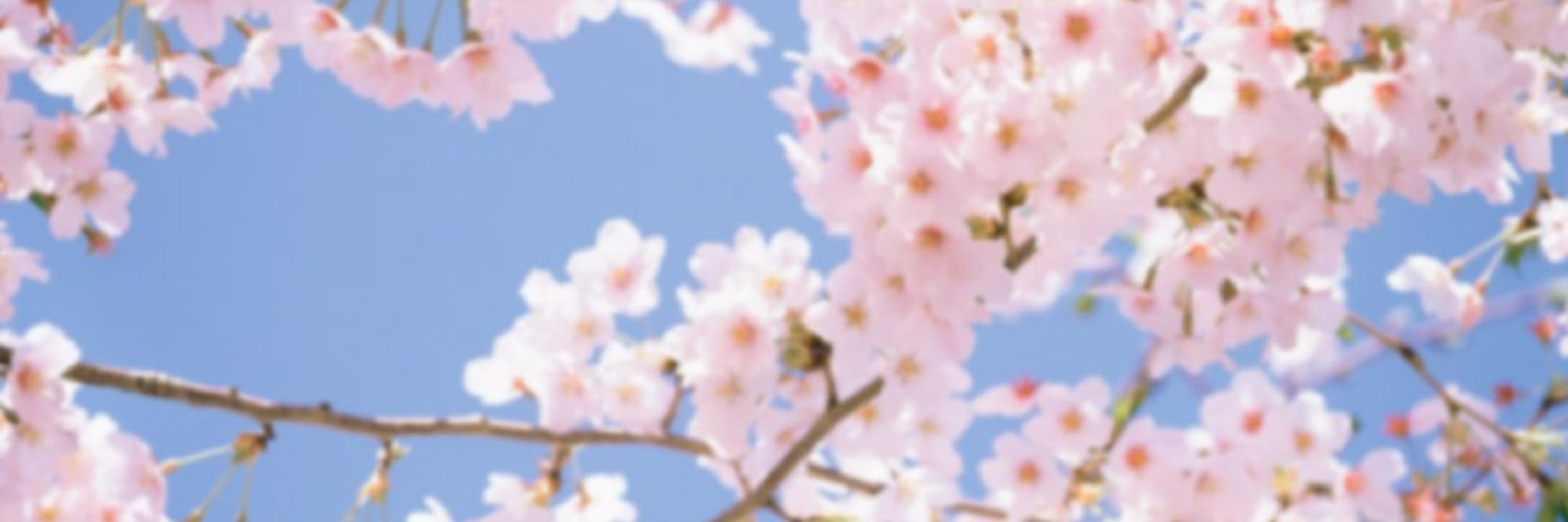 ｋｉｍｉ🌸