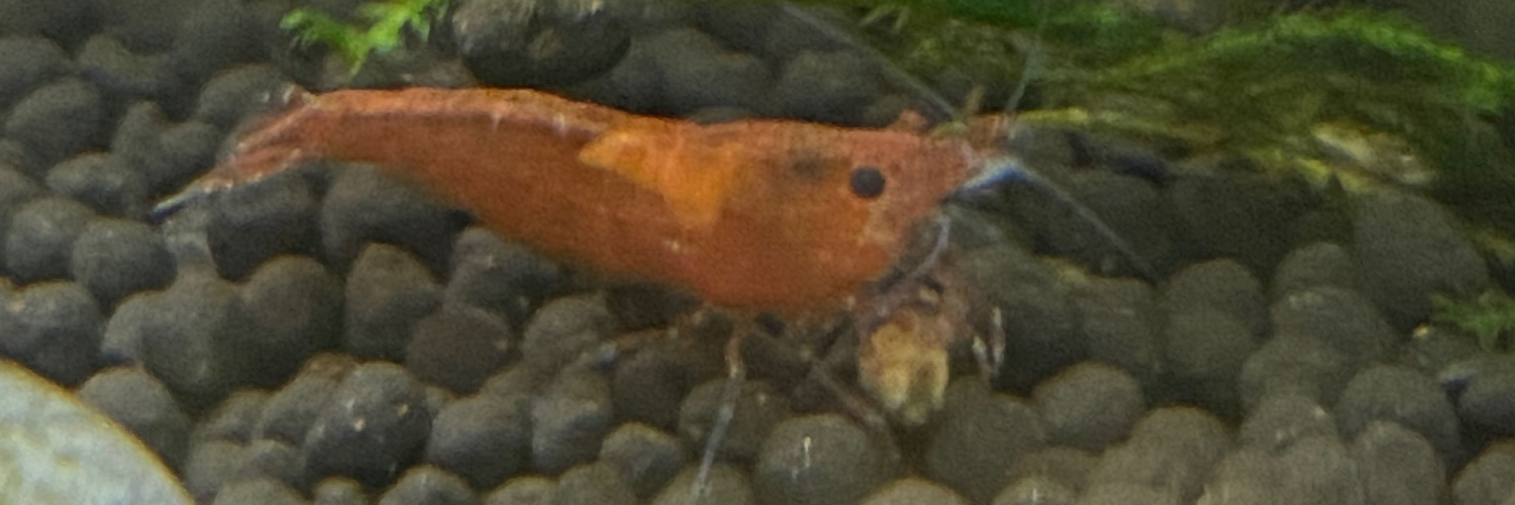 val