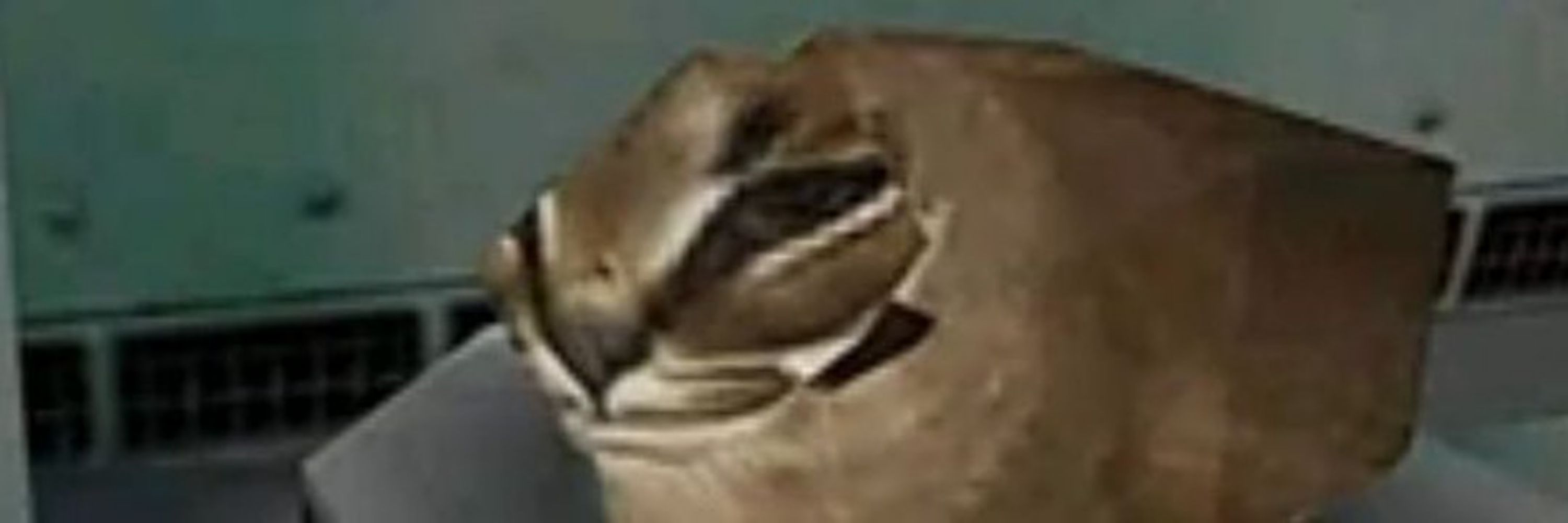 Pepie