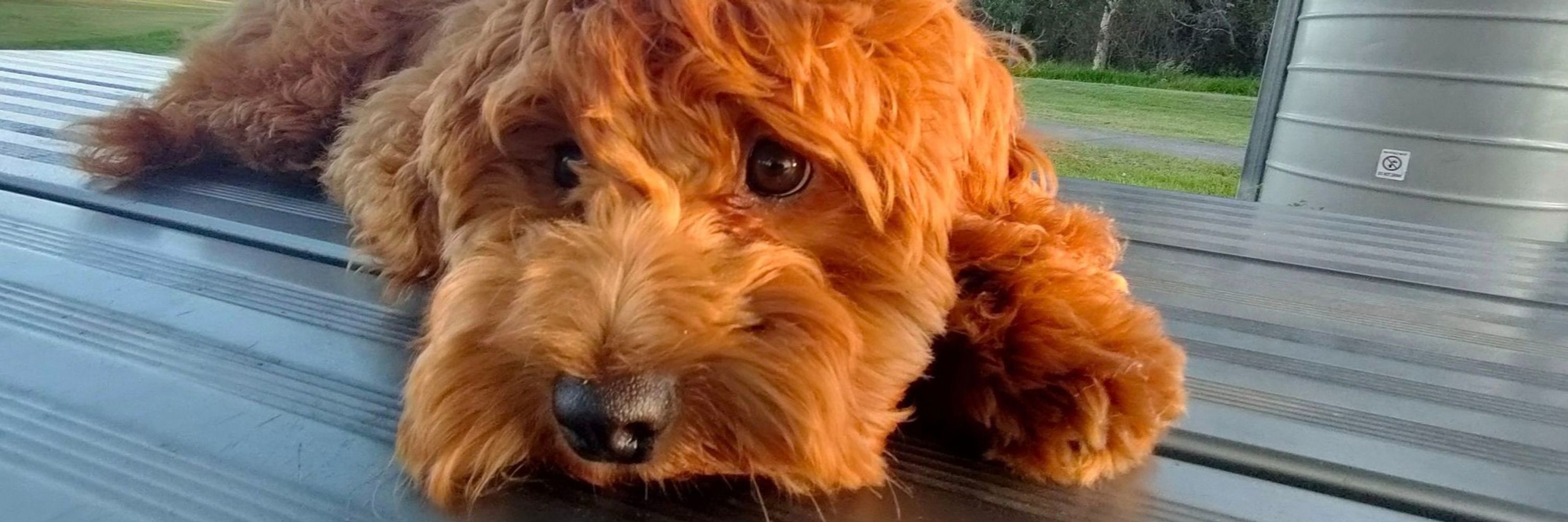 Scampydoo