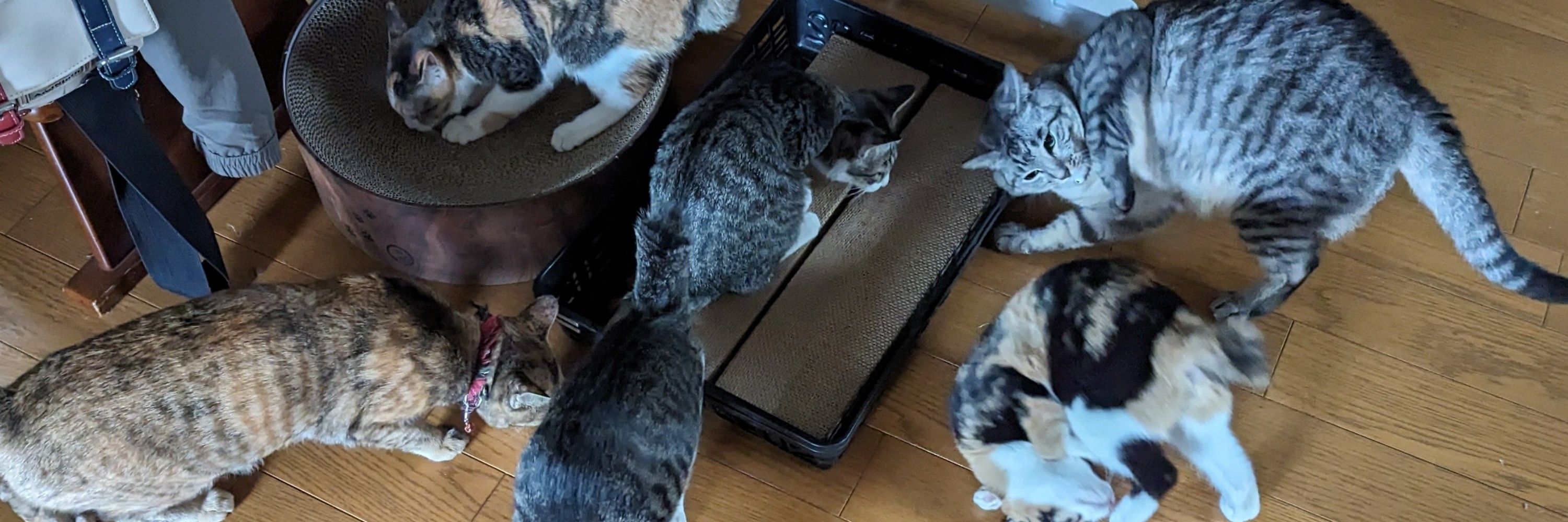 ちこ