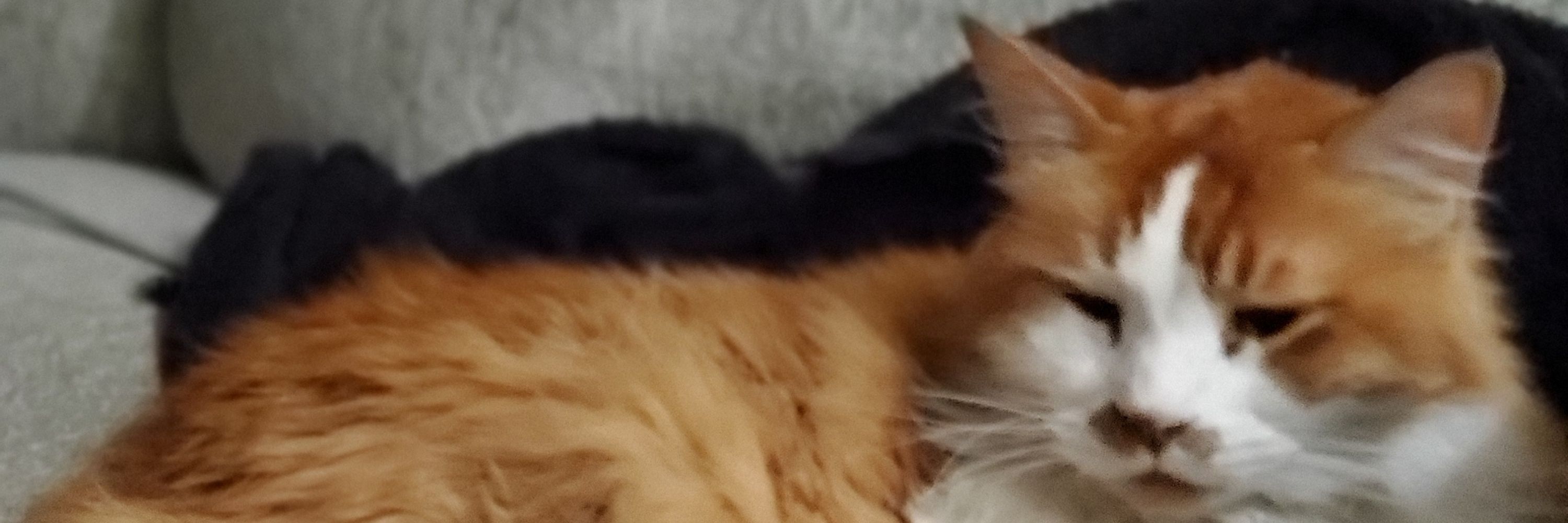 Sandi