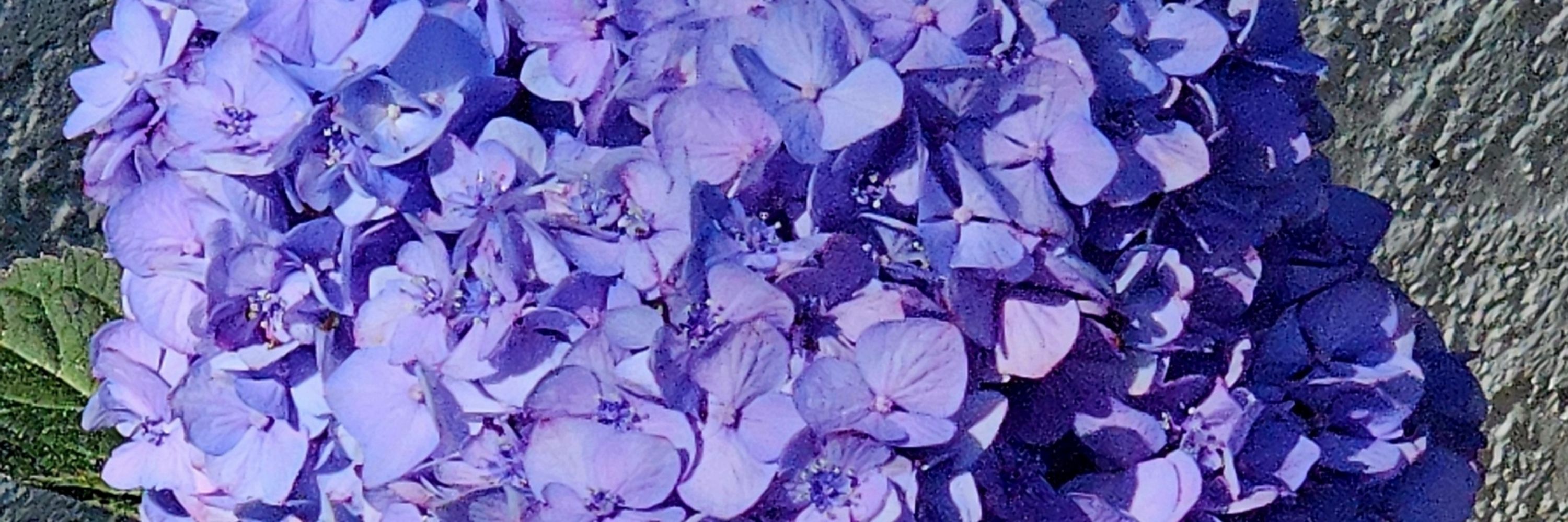 Des