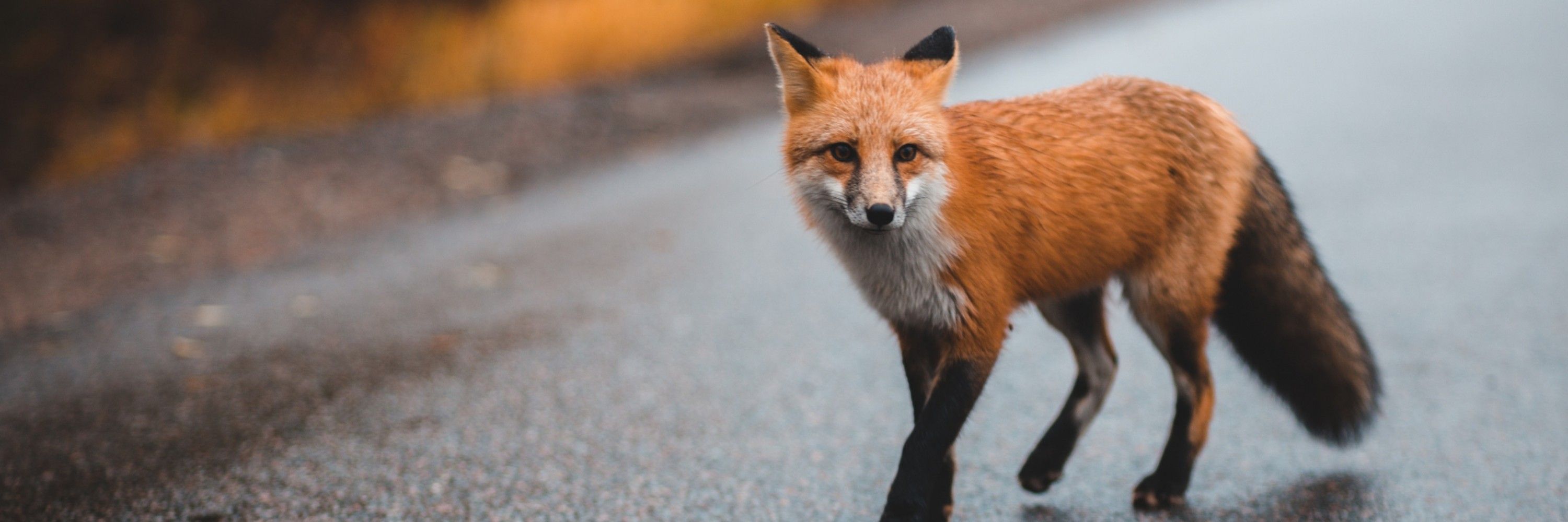 Christhefox