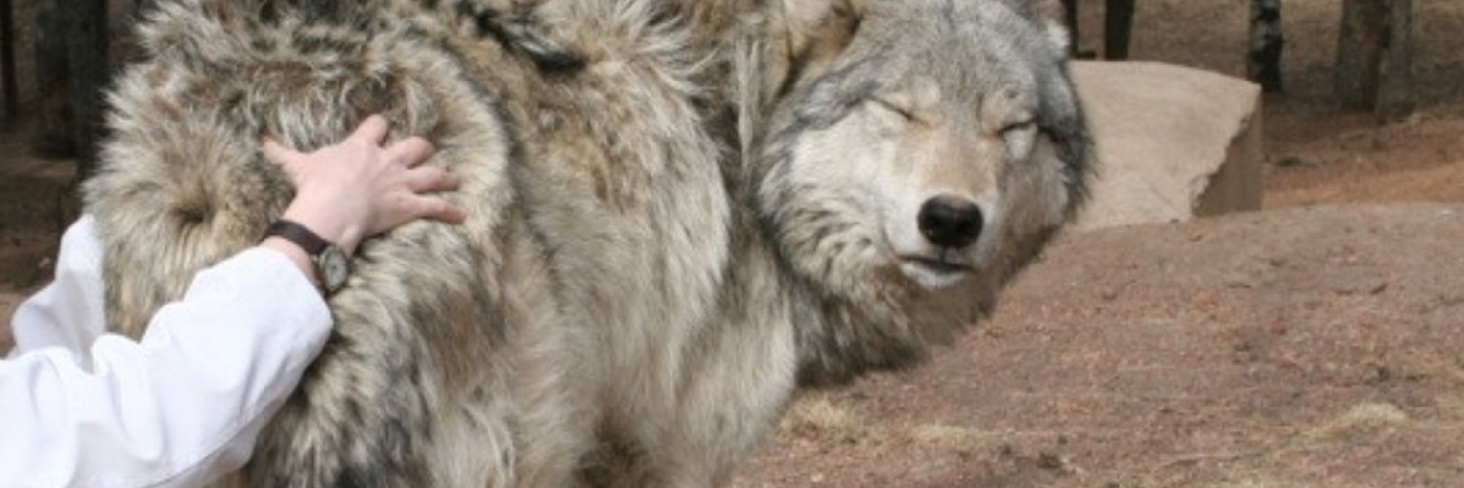 THE wolfbutts