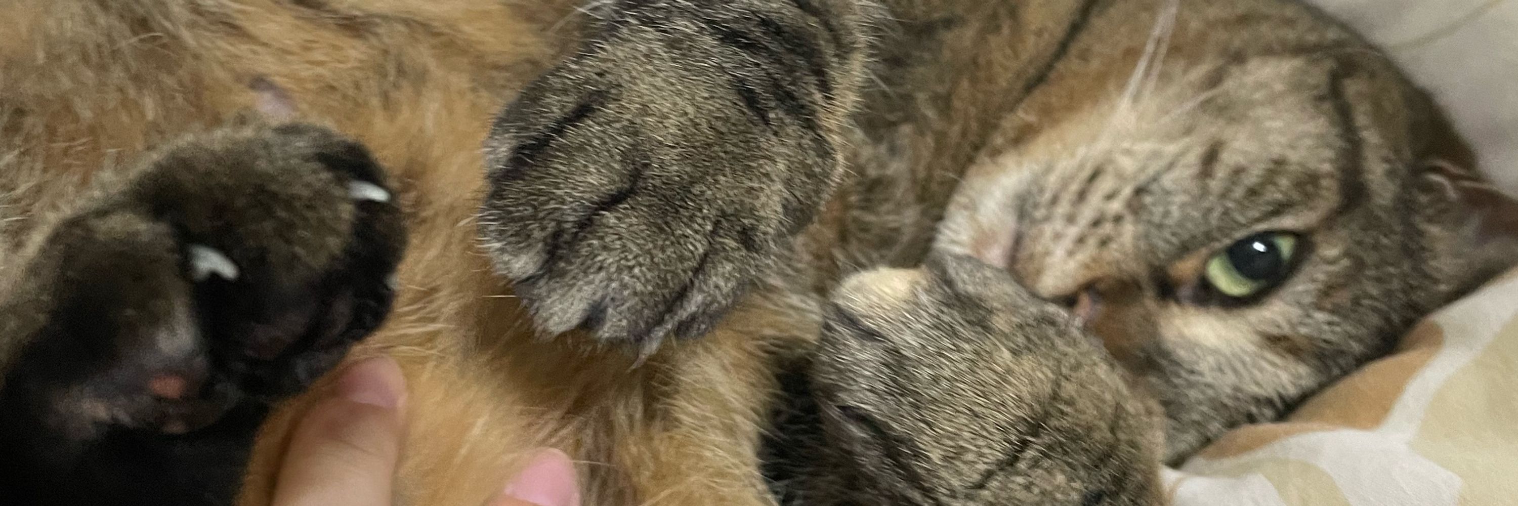 なかじま