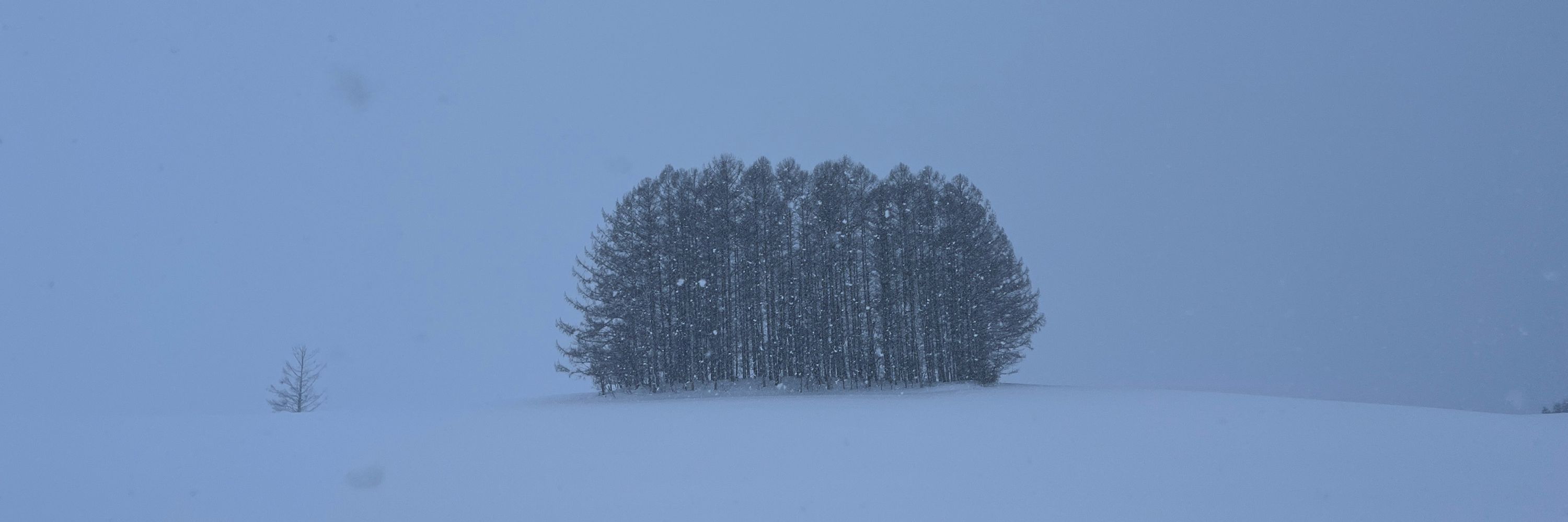 SnowDolphin