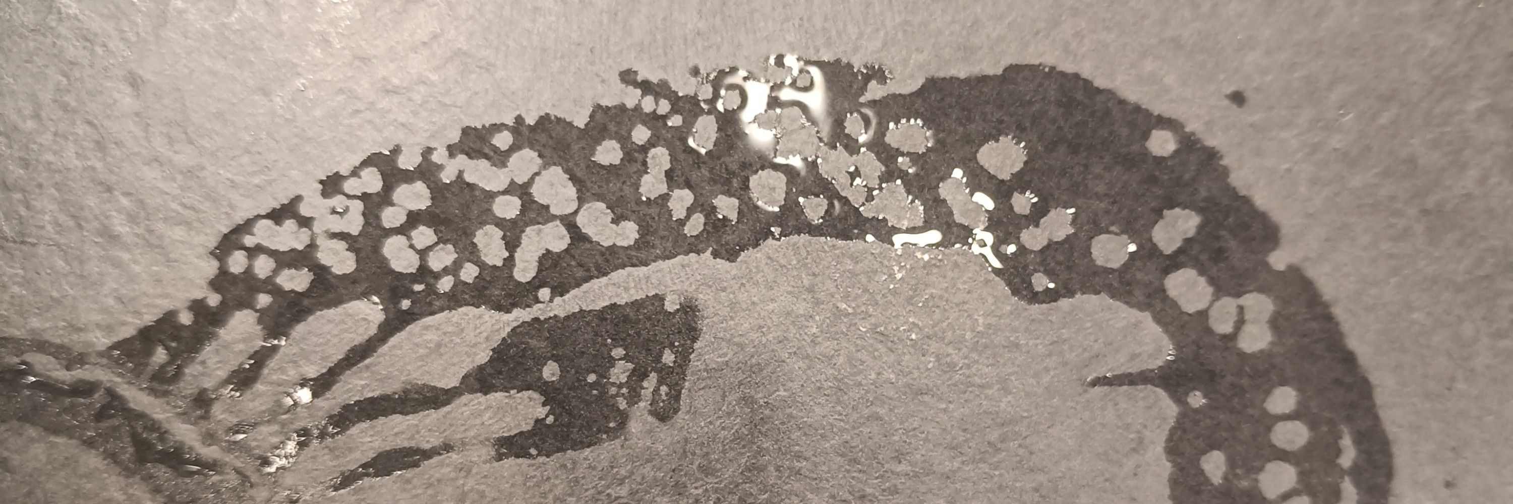 Adam Ratai