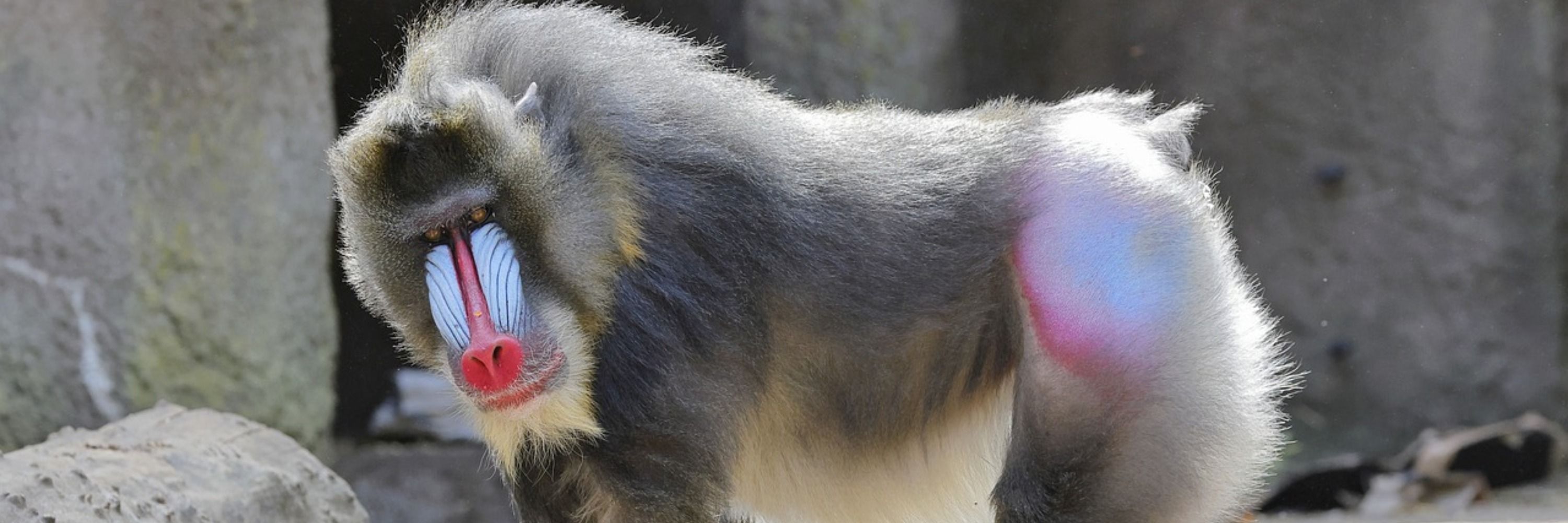 Mandril