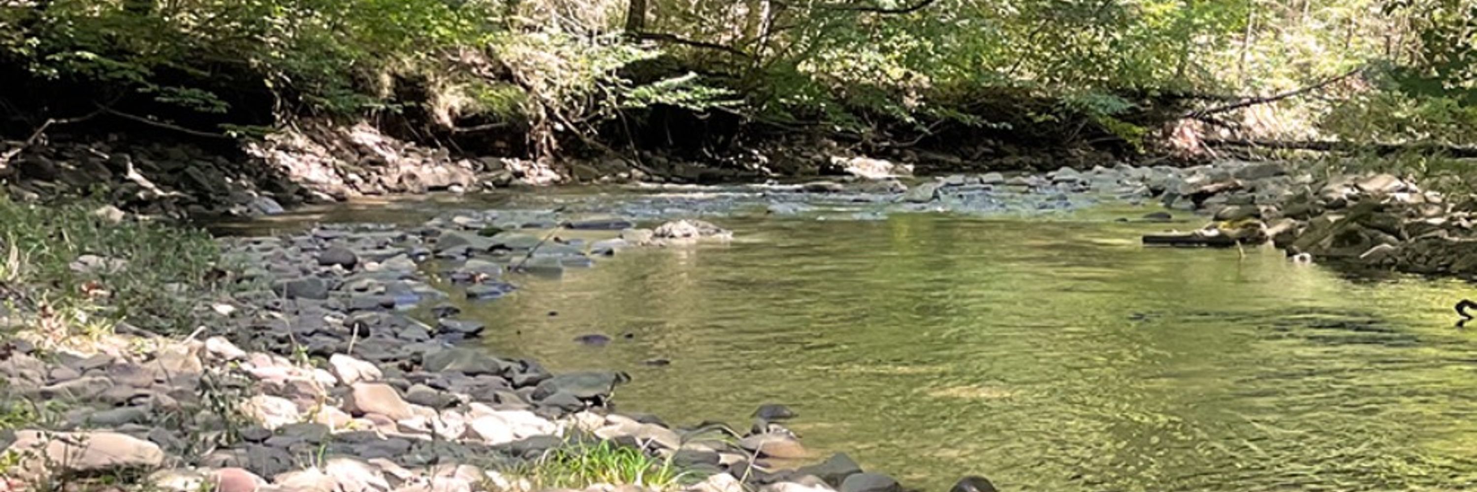 Trout Wrangler