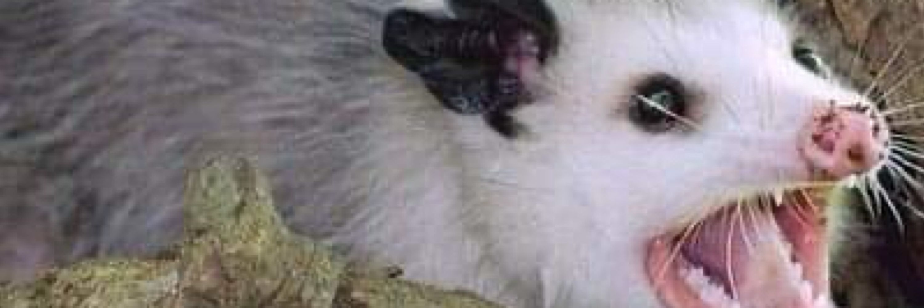 Moof