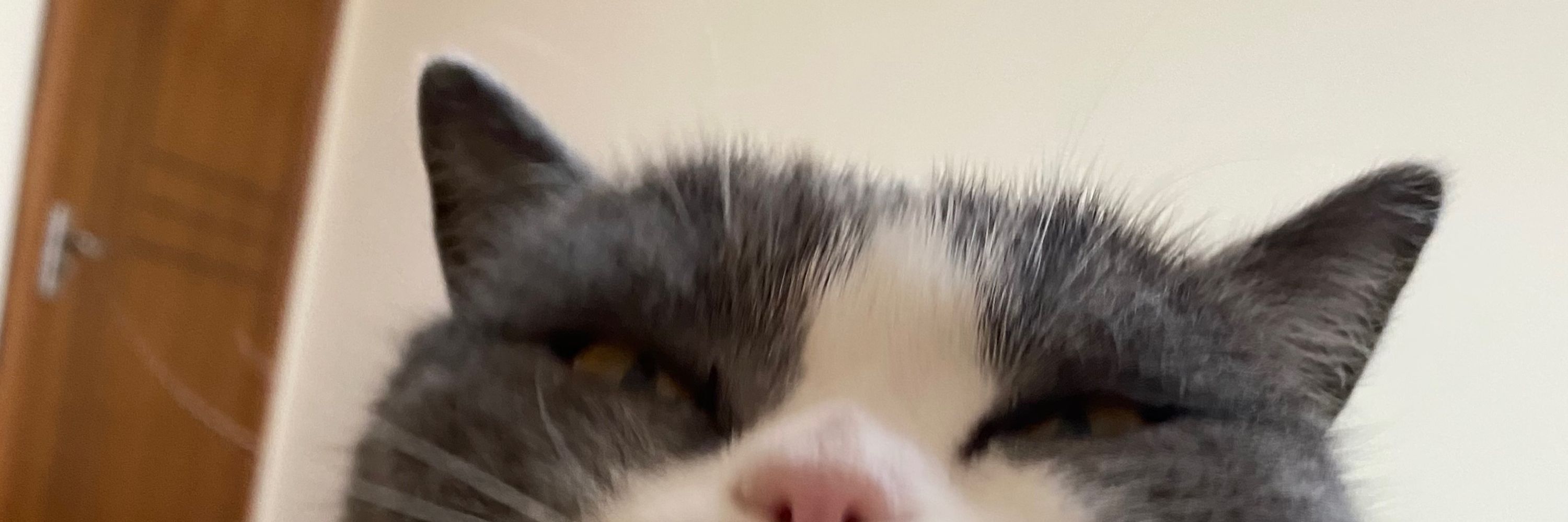 木查