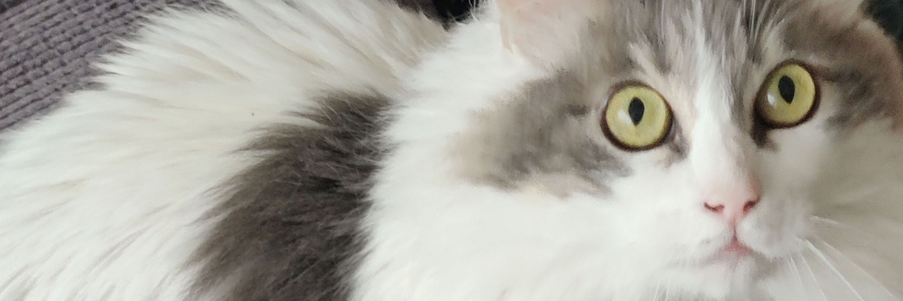 Pablo