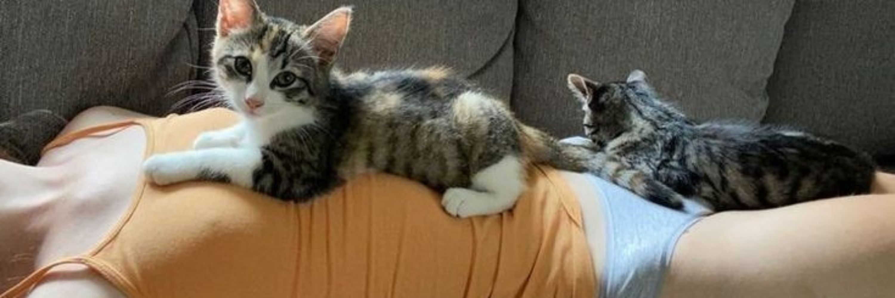 Eflär