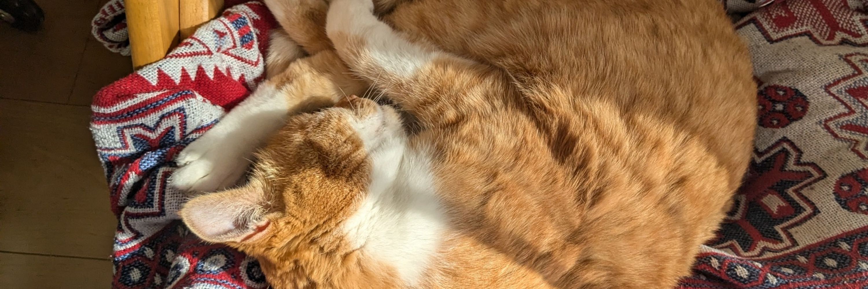 うどんこ