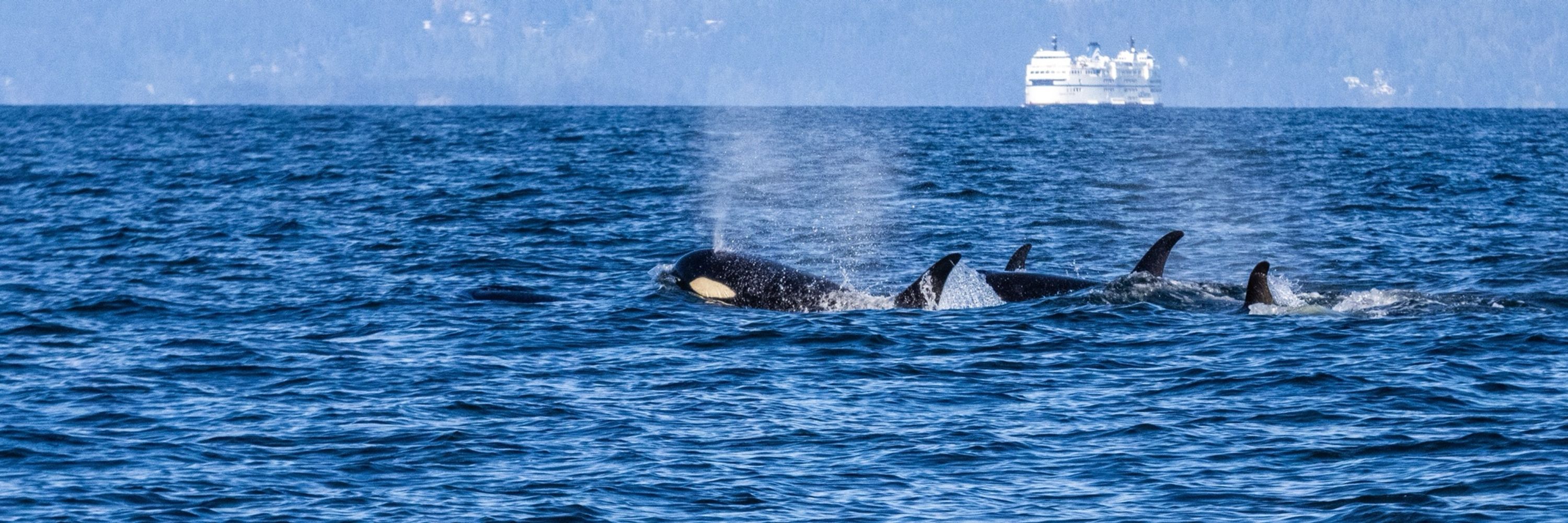Orca Conservancy