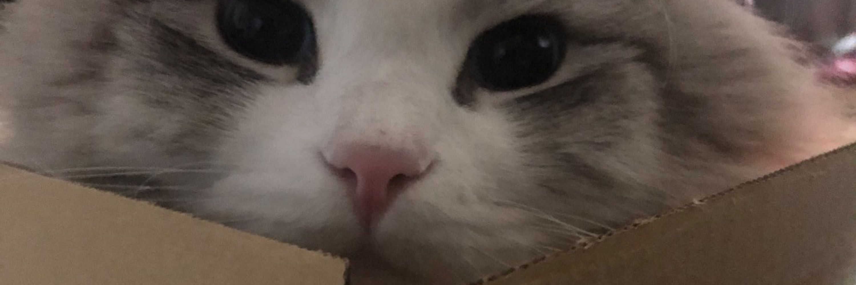 ジュリー