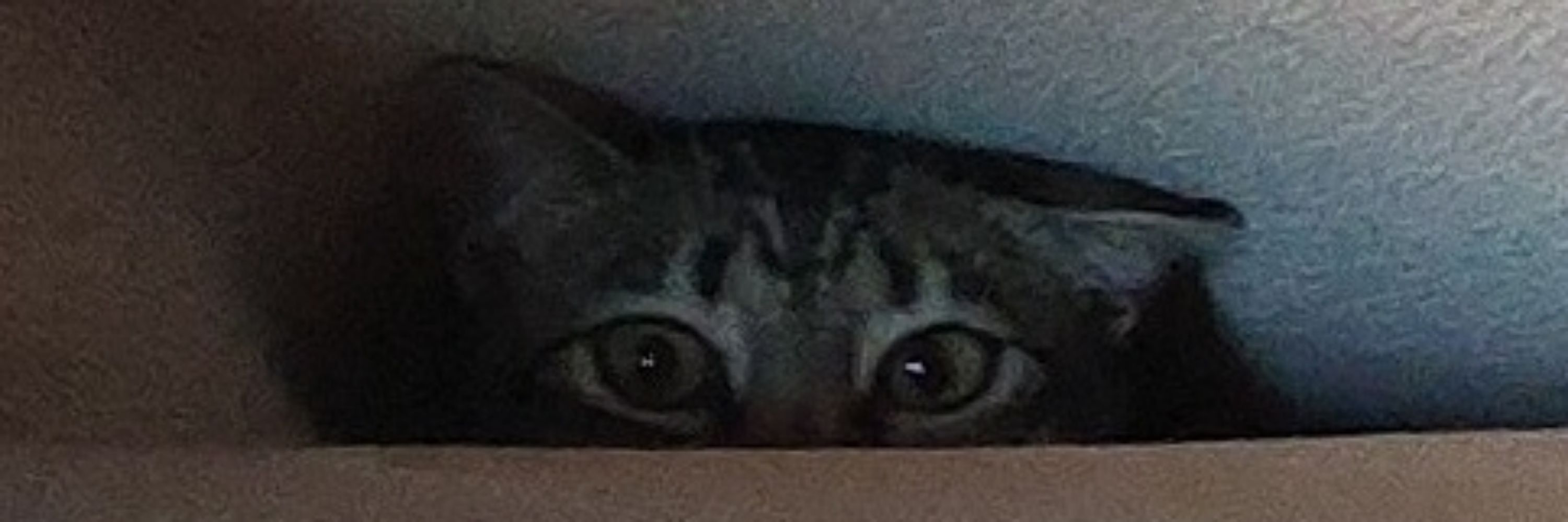 Pejotita