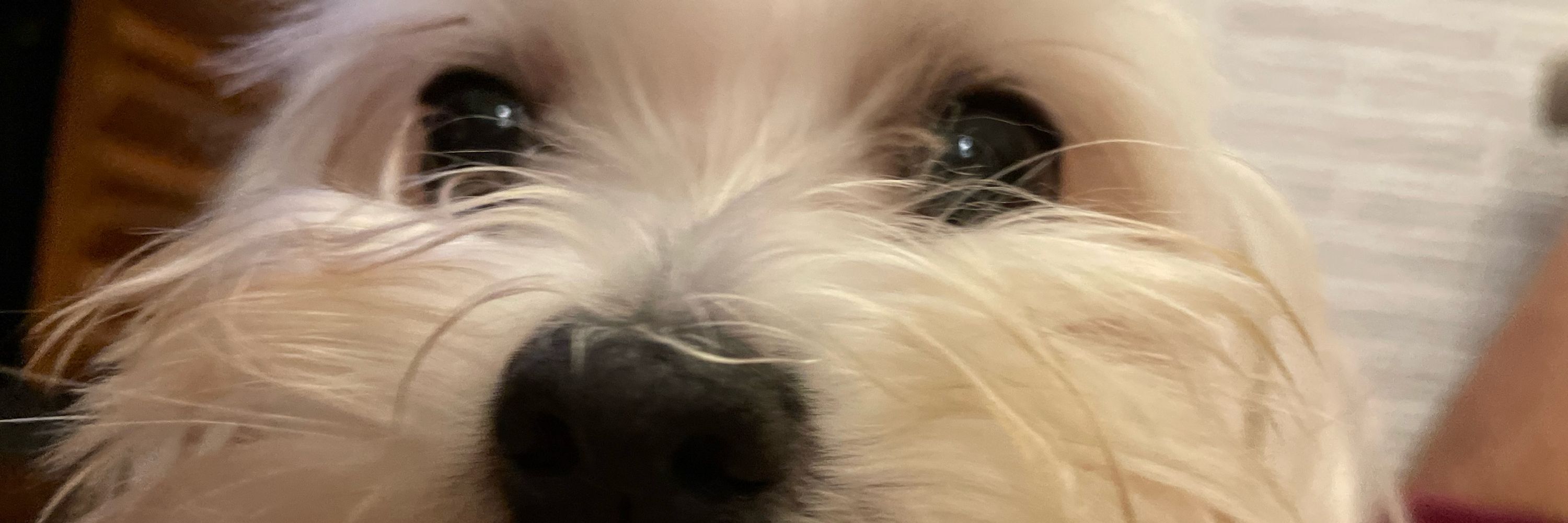 Cebolla