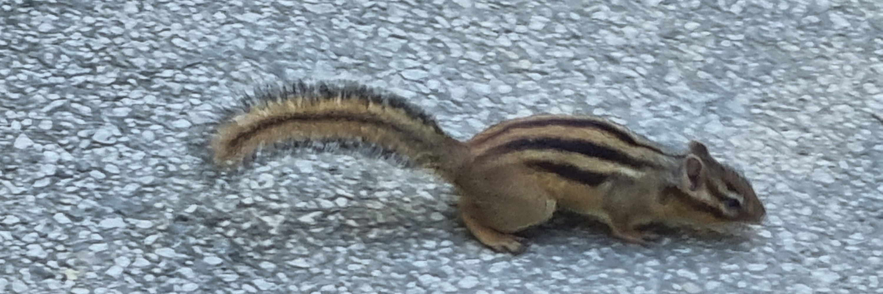 호이케
