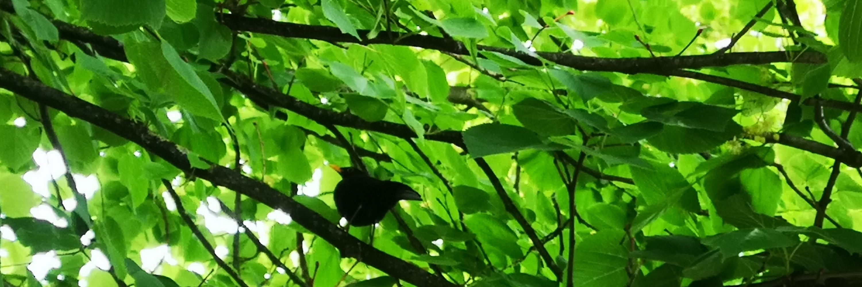 Aceituna Ciruela 🫒🍏