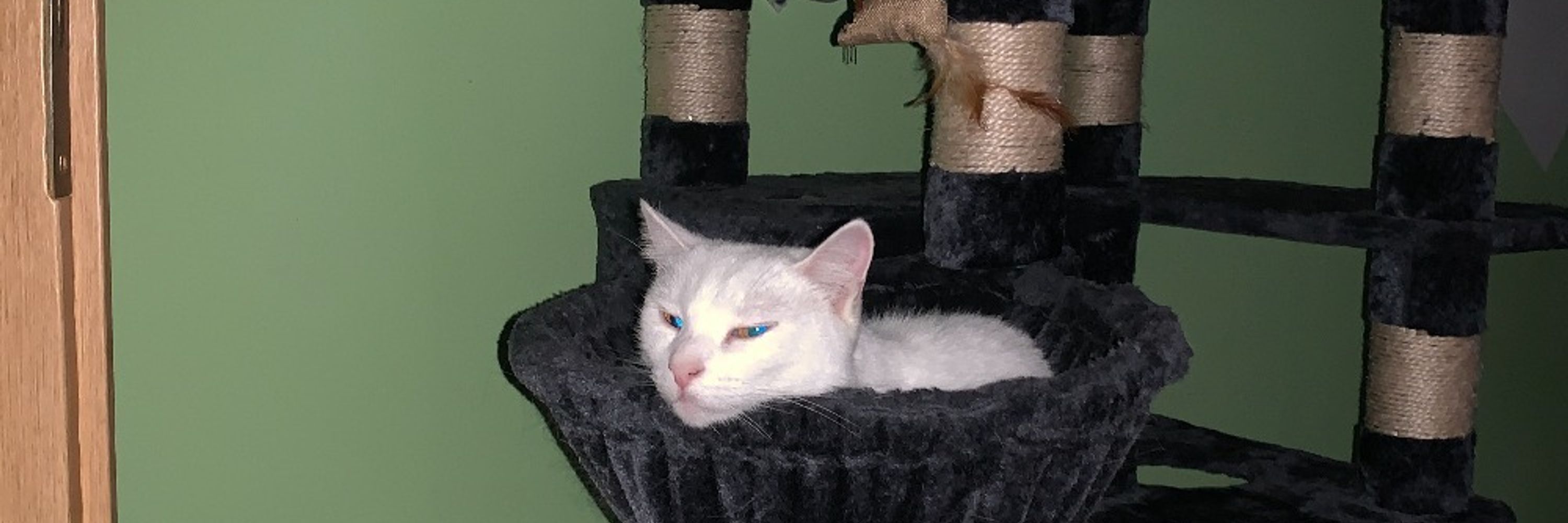 Nekomancer